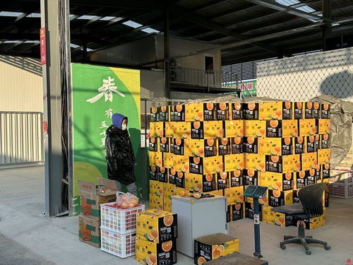 一路繁华为你开启 山东西沙国际农产品交易中心12日正式开业
